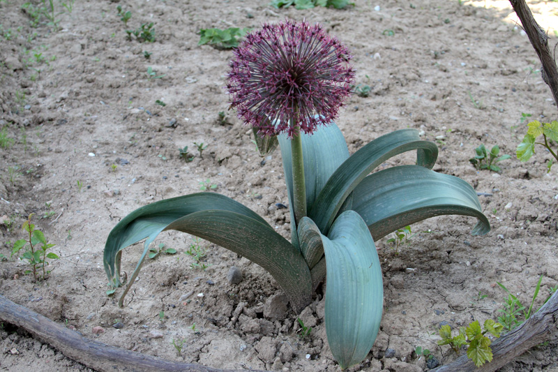 Image of Allium karataviense ssp. henrikii specimen.