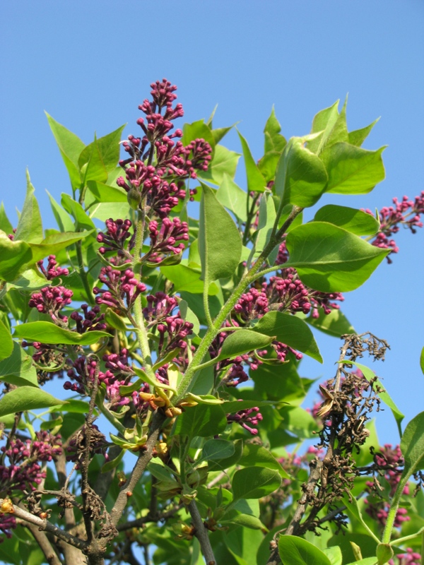 Изображение особи Syringa vulgaris.