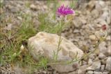 Centaurea vankovii