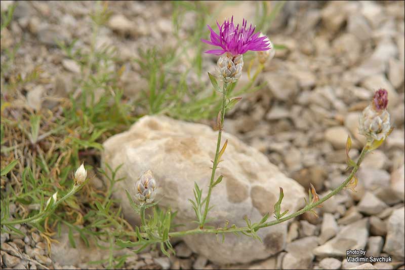 Изображение особи Centaurea vankovii.