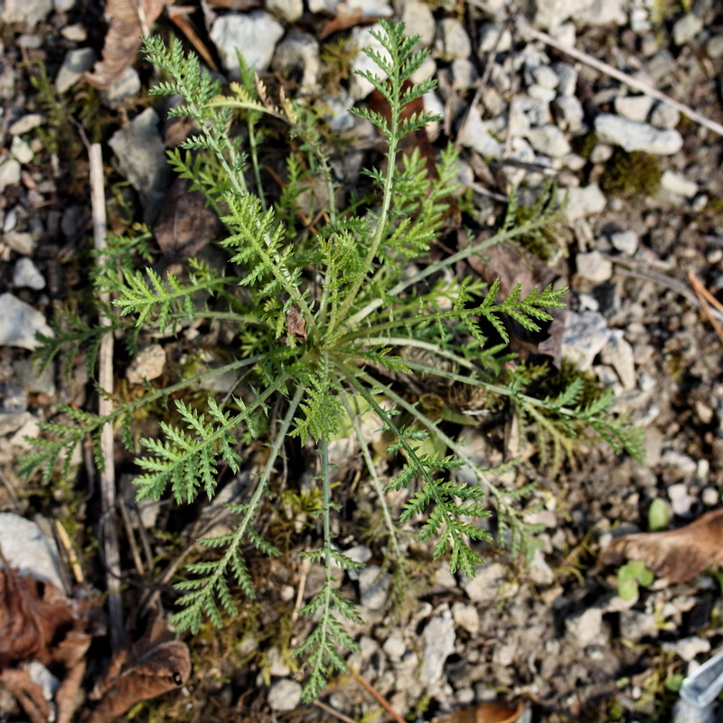 Image of Anthemis tinctoria specimen.