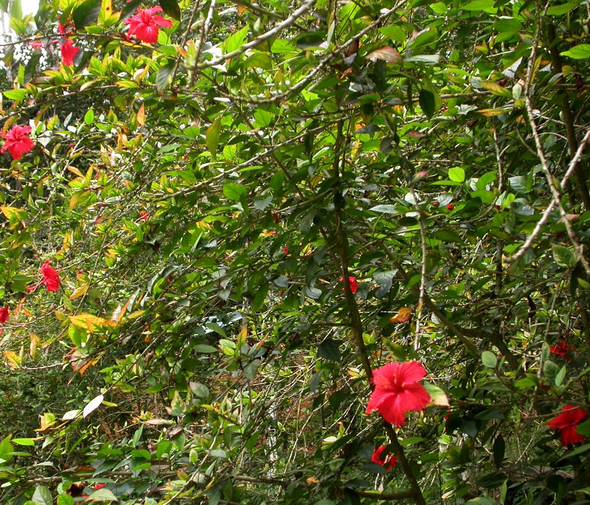 Image of Hibiscus rosa-sinensis specimen.