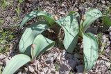 Allium karataviense ssp. henrikii