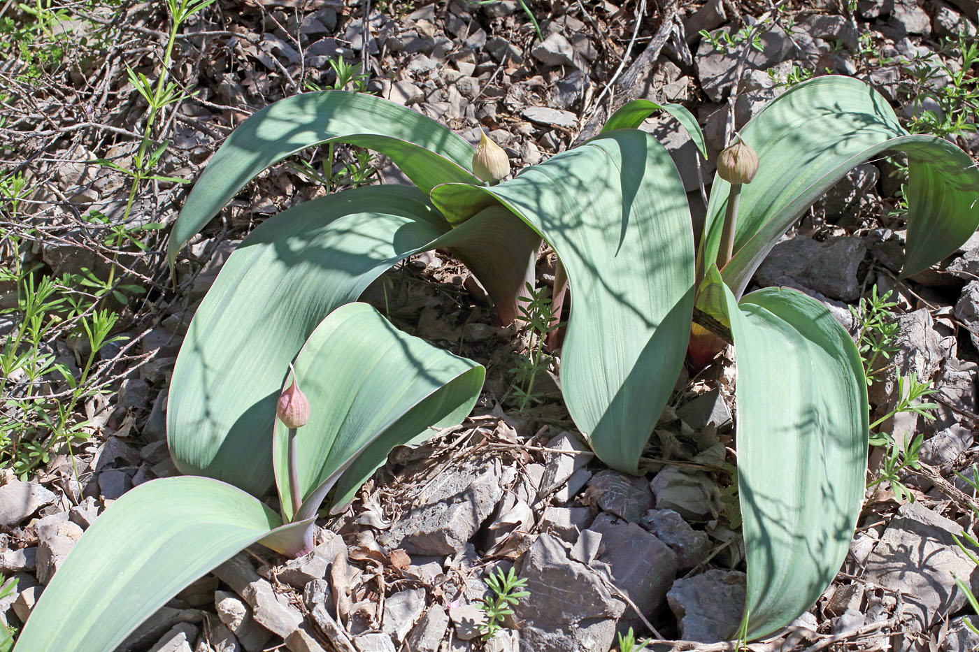 Image of Allium karataviense ssp. henrikii specimen.