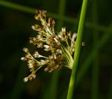 Juncus effusus. Часть побега с соплодиями. Московская обл., Раменский р-н, окр. ж.-д. платформы Хрипань, просека под ЛЭП. 16.07.2015.