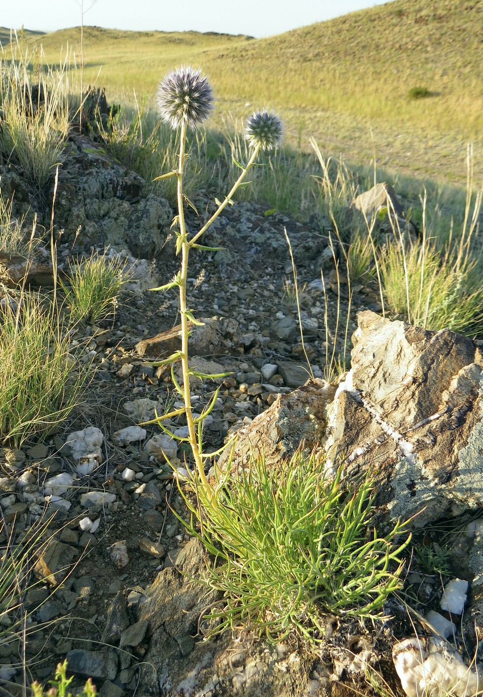 Изображение особи Echinops saissanicus.