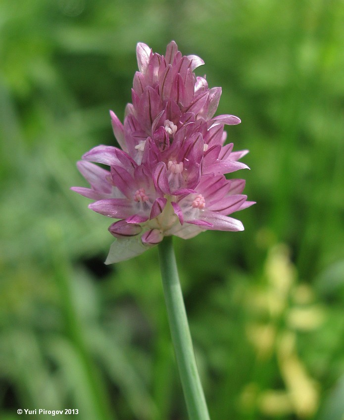 Изображение особи Allium kaufmannii.