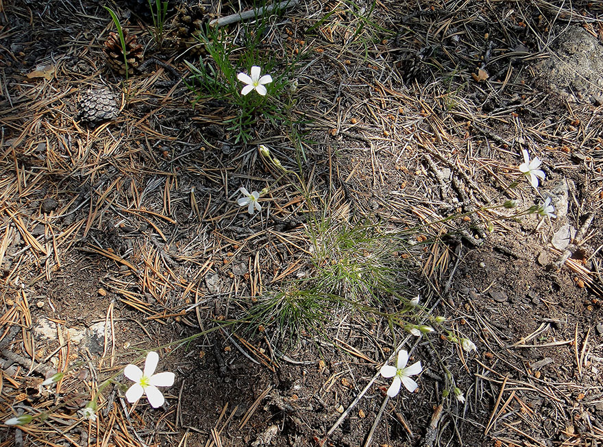 Image of Eremogone meyeri specimen.
