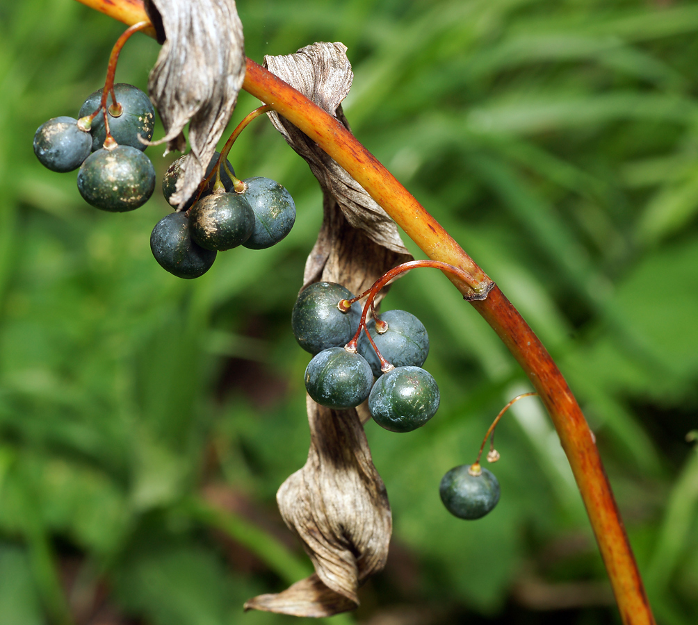 Image of Polygonatum multiflorum specimen.