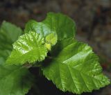 Betula pubescens. Молодые листья на верхушке побега. Московская обл., Раменский р-н, окр. ж.-д. платформы Хрипань, смешанный лес у ЛЭП. 19.06.2015.