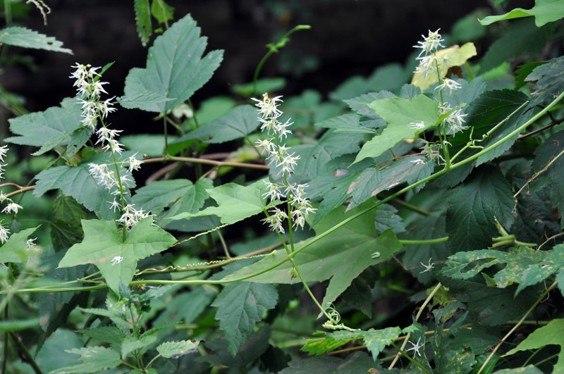 Изображение особи Echinocystis lobata.