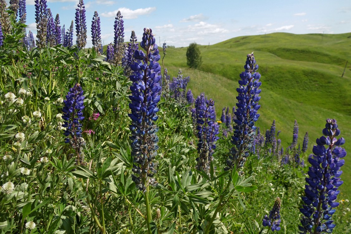 Изображение особи Lupinus &times; regalis.