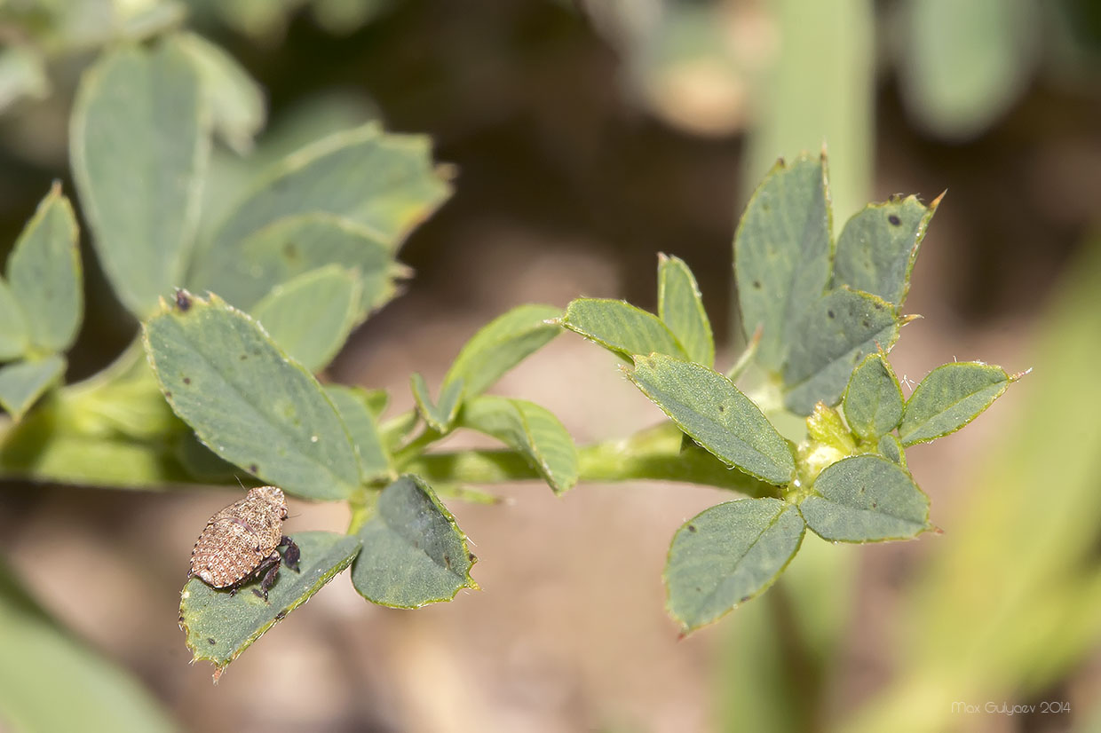 Изображение особи Medicago falcata.