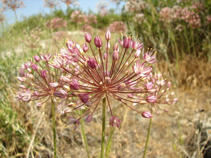 Image of Allium trachyscordum specimen.