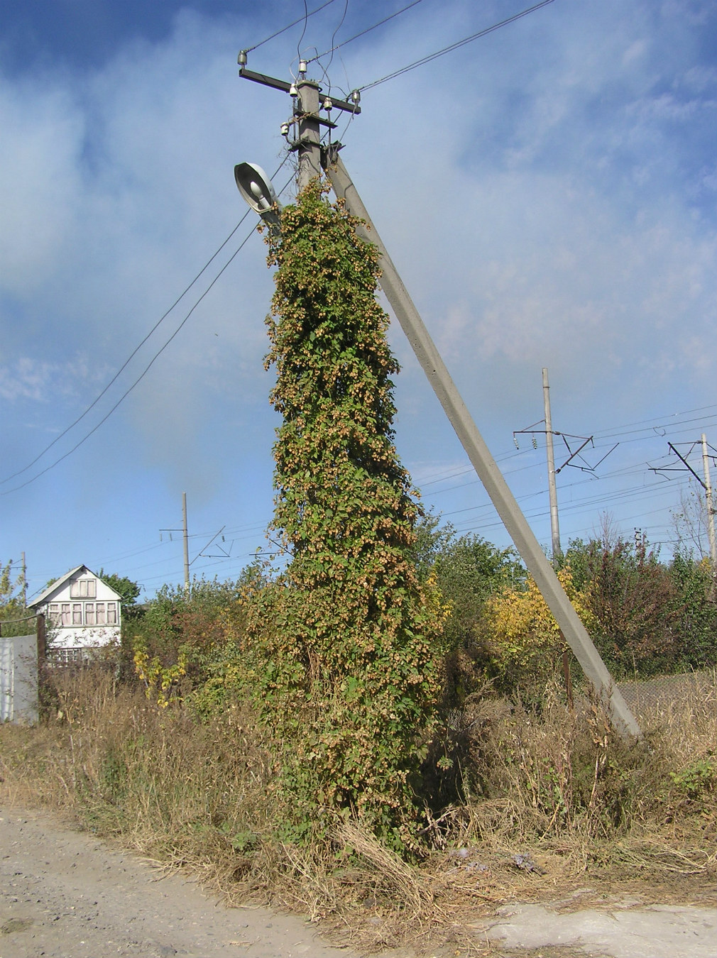 Image of Humulus lupulus specimen.