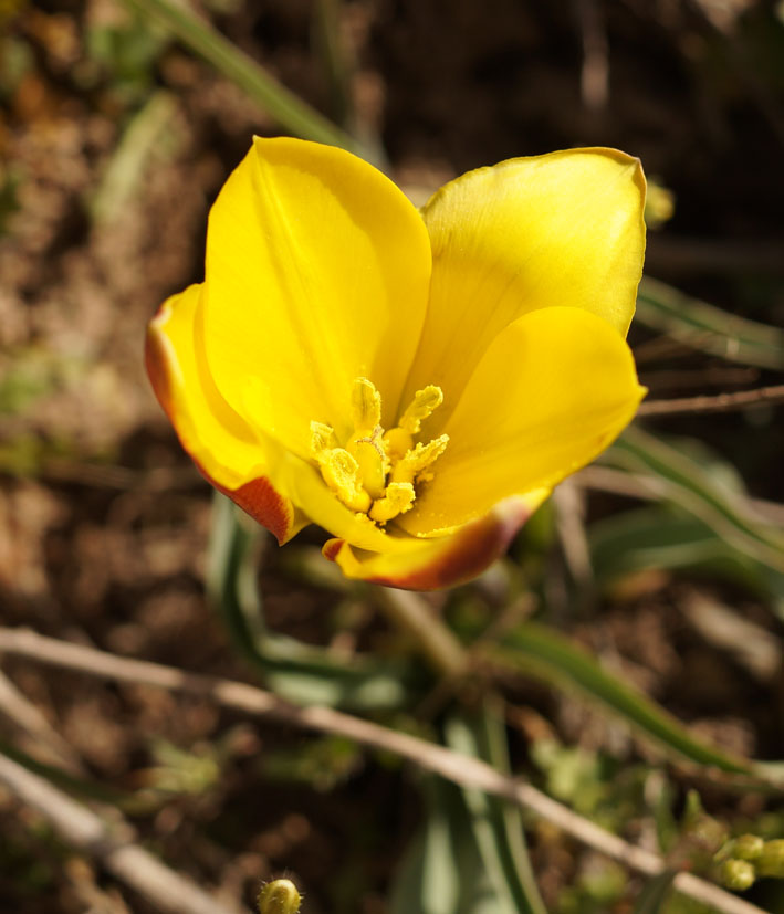 Image of Tulipa tetraphylla specimen.
