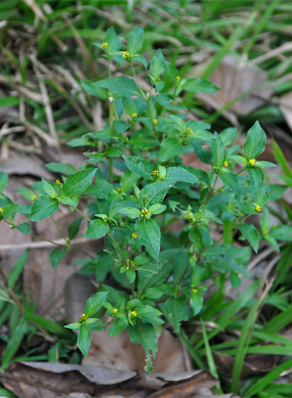 Image of Synedrella nodiflora specimen.