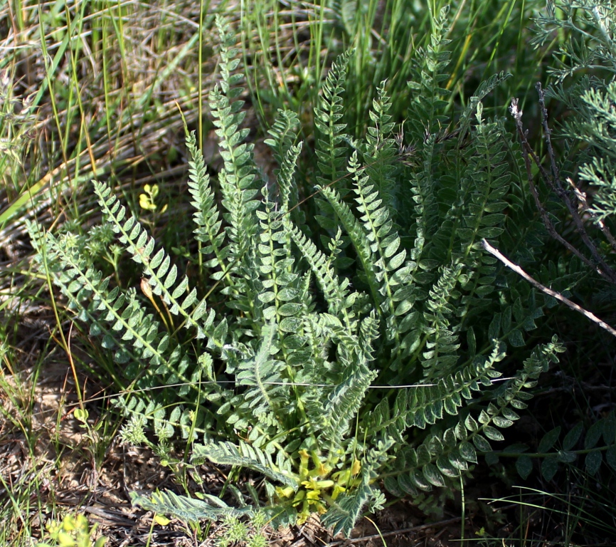 Image of Astragalus angustidens specimen.