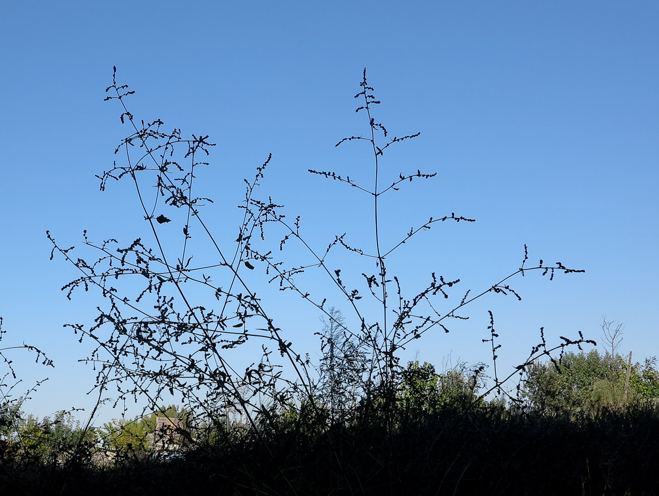 Image of Atriplex davisii specimen.