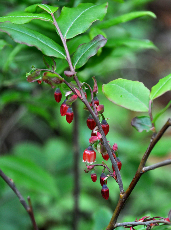Image of Vaccinium arctostaphylos specimen.