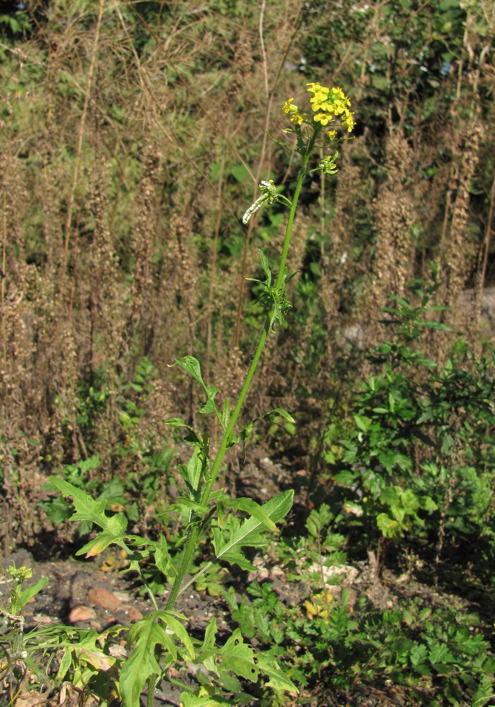 Image of Sisymbrium loeselii specimen.