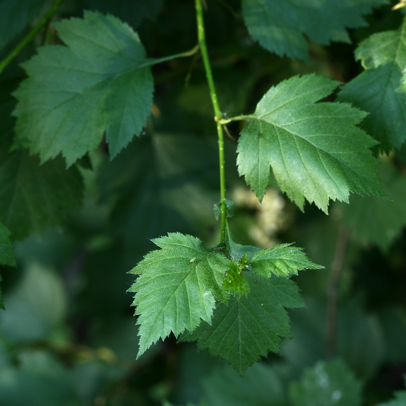 Image of Crataegus chrysocarpa specimen.