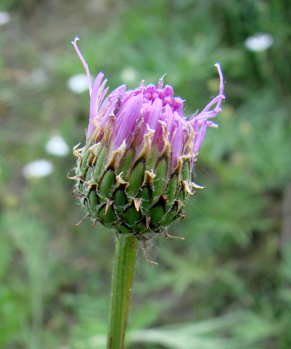 Image of Klasea marginata specimen.
