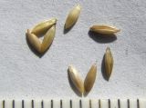 Milium effusum