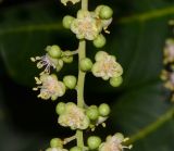 Cupaniopsis anacardioides