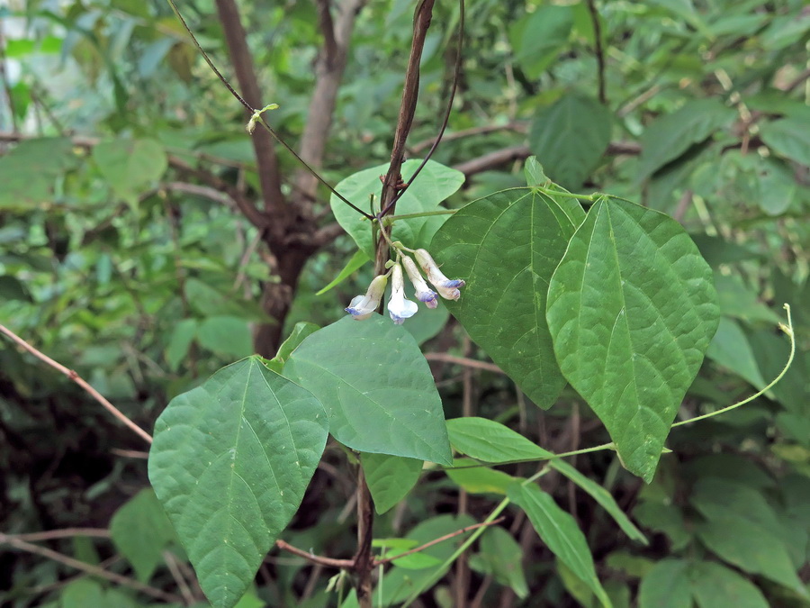 Image of Amphicarpaea japonica specimen.