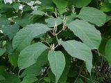Reynoutria japonica. Побег с соцветиями. Санкт-Петербург. 12 сентября 2009 г.