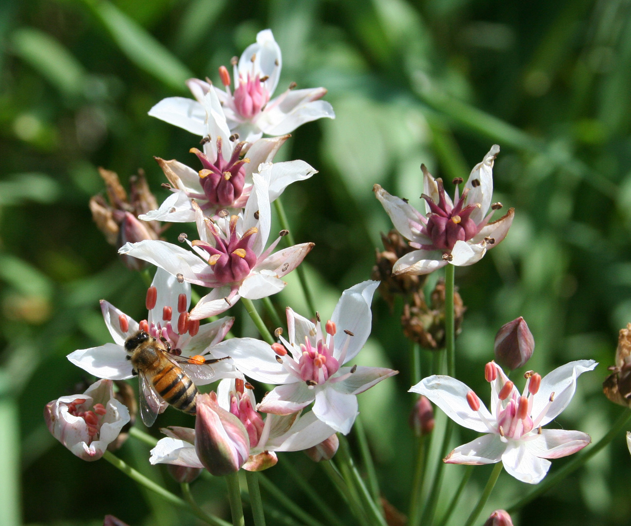 Изображение особи Butomus umbellatus.