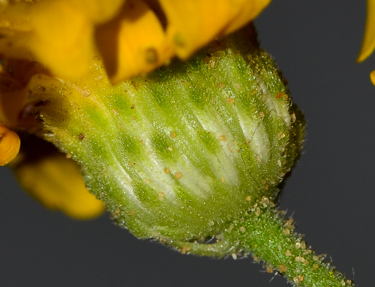 Image of Heterotheca subaxillaris specimen.