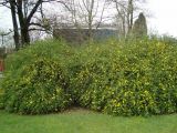 Jasminum mesnyi