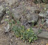 Image of specimen