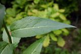 Hesperis matronalis. Лист (верхняя сторона). Республика Адыгея, восточнее г. Майкоп, дубово-грабовый лес. 01.05.2016.