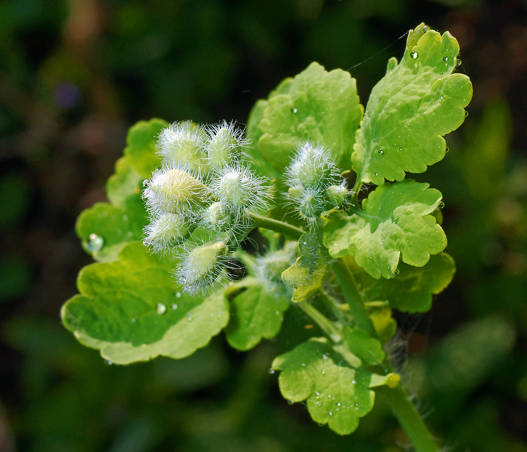 Изображение особи Chelidonium majus.