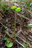 Chrysosplenium alternifolium. Цветущее растение. Свердловская обл., окр. г. Североуральск, мохово-травяная дорога в сосново-еловом лесу. 17.05.2007.