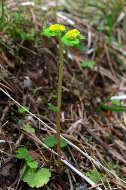 Изображение особи Chrysosplenium alternifolium.