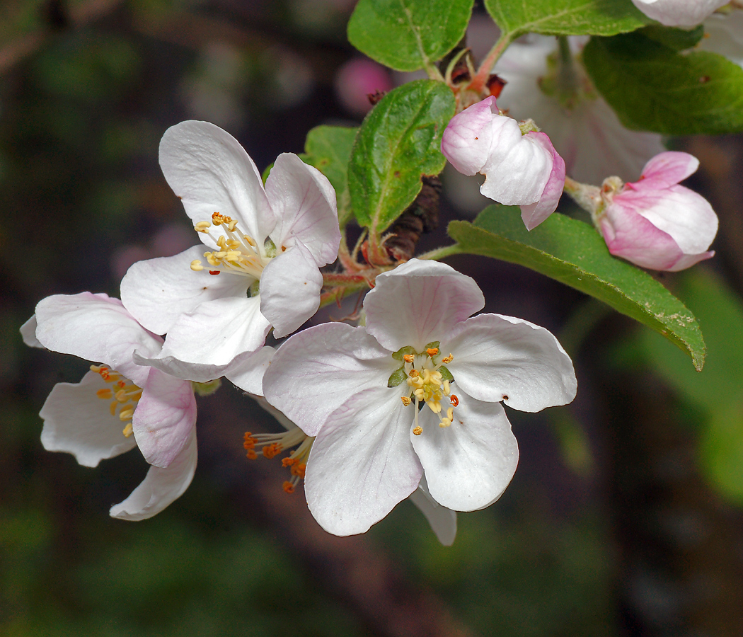 Изображение особи Malus domestica.