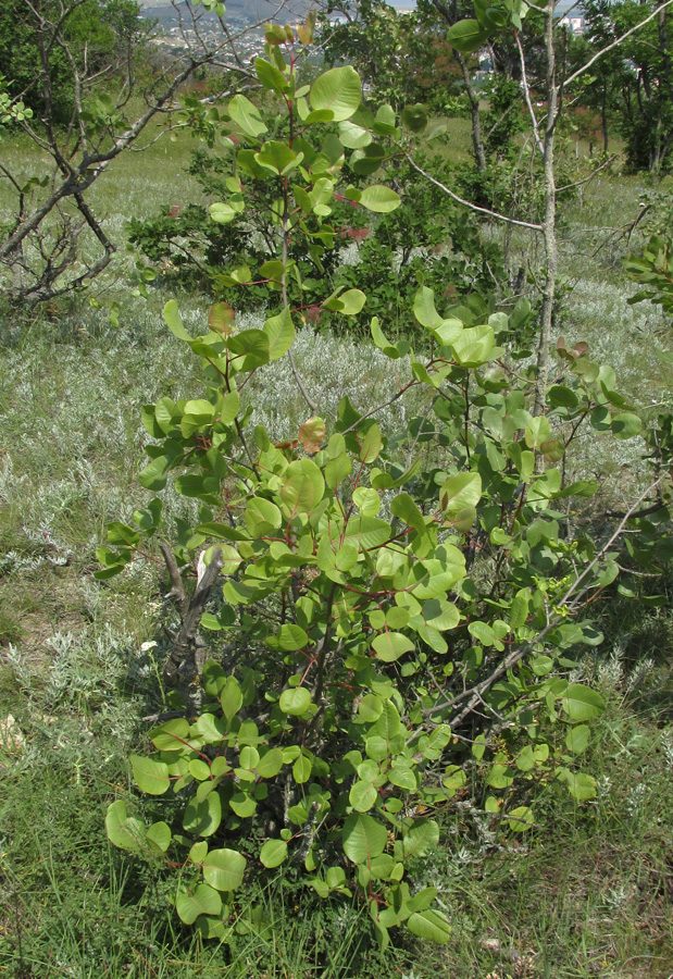 Image of Pistacia vera specimen.