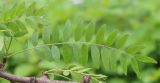 Gleditsia triacanthos variety laevis. Лист (var. inermis). Ростовская обл., г. Таганрог, в озеленении во дворе. 02.06.2016.