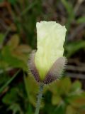 Papaver anomalum. Верхушка побега с распускающимся цветком. Приморье, окр. г. Находка, бухта Шепалово, поляна на склоне. 11.06.2016.