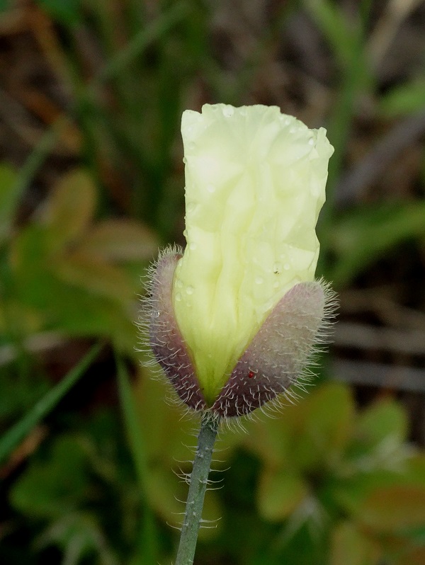 Image of Papaver anomalum specimen.
