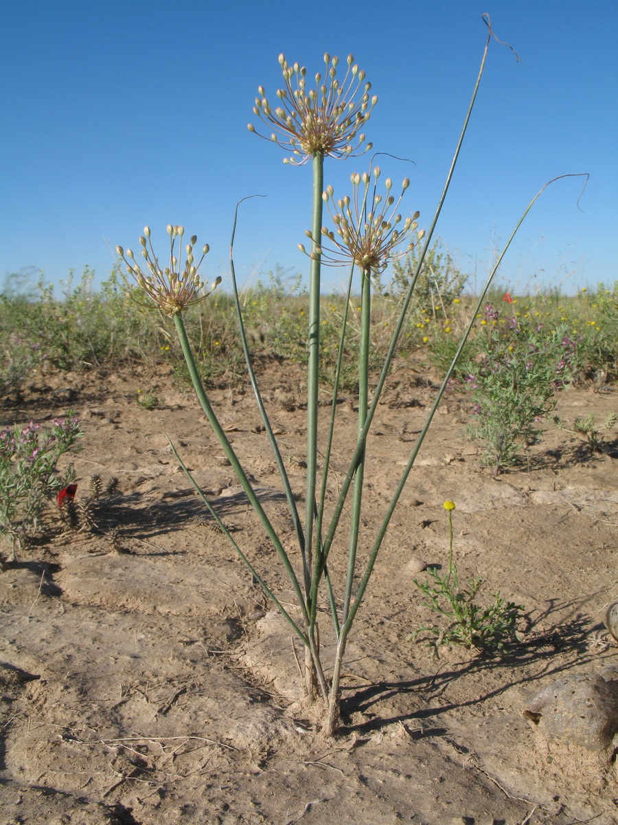Image of Allium sabulosum specimen.