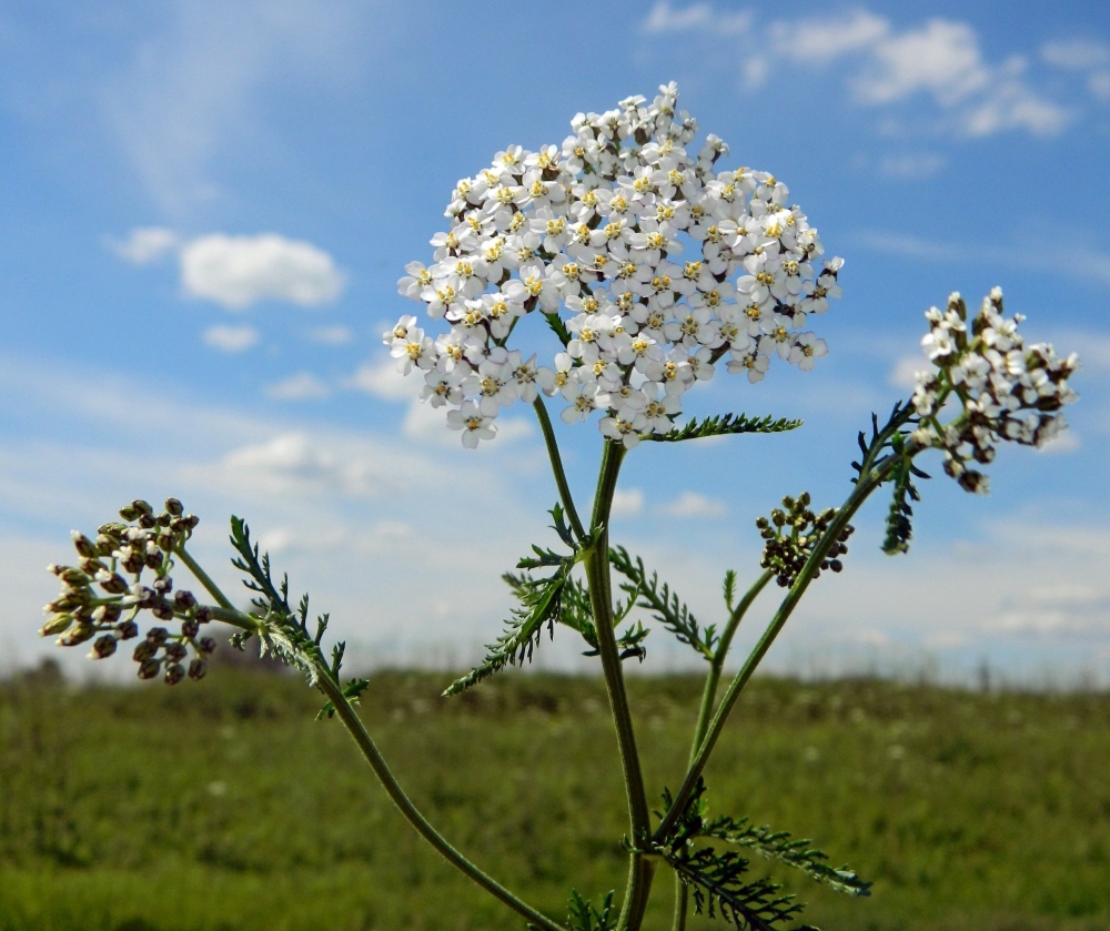 Image of Achillea millefolium specimen.