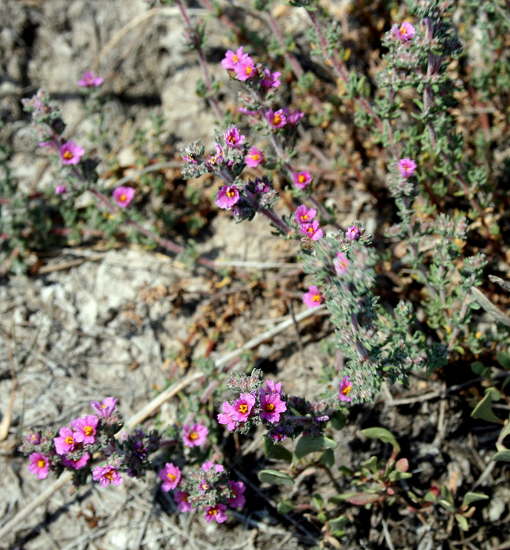 Image of Frankenia hirsuta specimen.