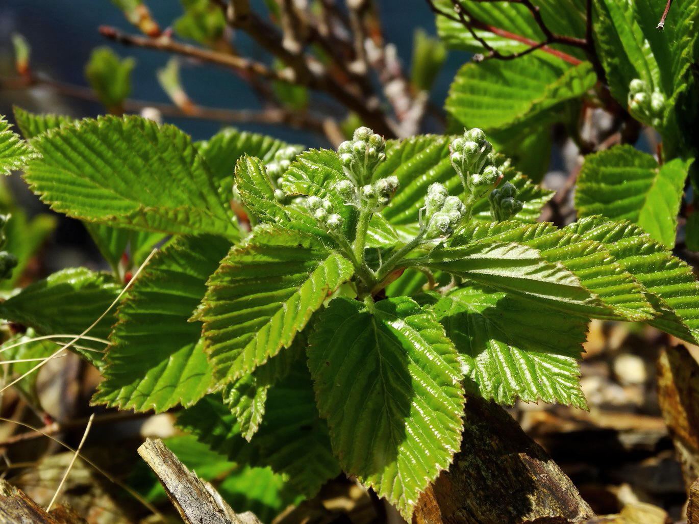 Image of Sorbus alnifolia specimen.