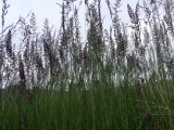 genus Calamagrostis. Верхушки цветущих растений. Кольский п-ов, Восточный Мурман, Дальние Зеленцы. 03.08.2009.