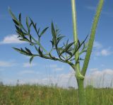 Daucus carota